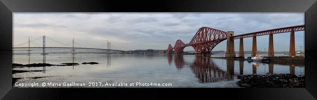 Firth of Forth Bridges at Sunset (Panorama) Framed Print by Maria Gaellman