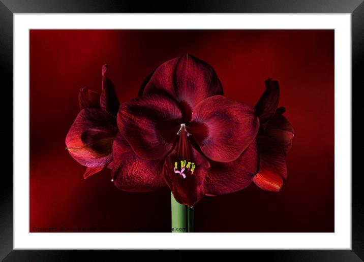 Ruby Red Amaryllis Framed Mounted Print by Ann Garrett