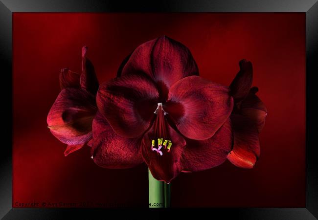 Ruby Red Amaryllis Framed Print by Ann Garrett