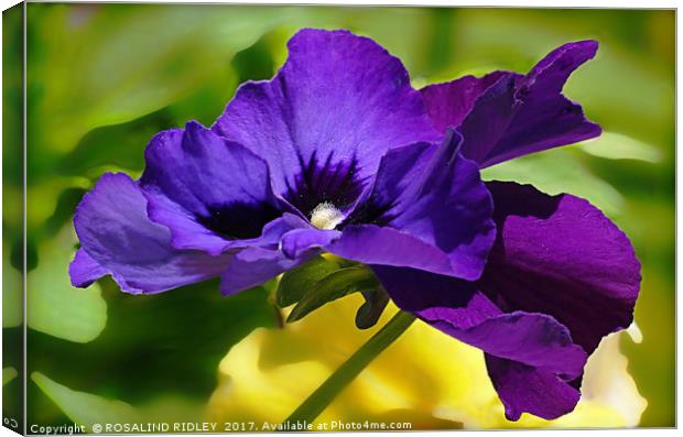 "POLLEN-COVERED PANSIES" Canvas Print by ROS RIDLEY
