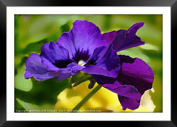 "POLLEN-COVERED PANSIES" Framed Mounted Print by ROS RIDLEY