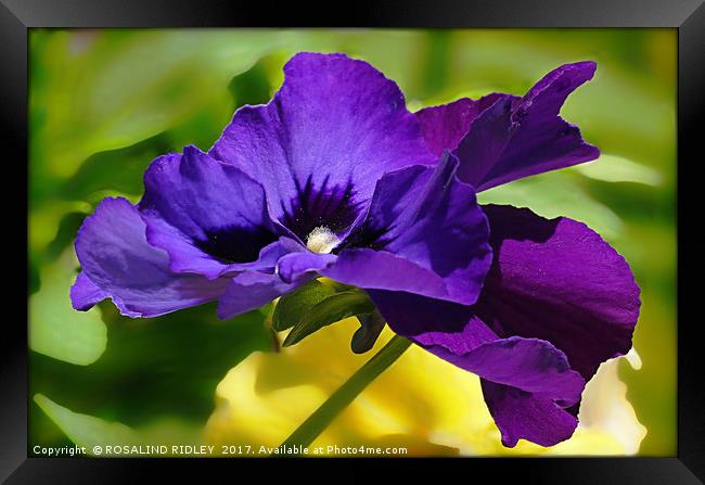 "POLLEN-COVERED PANSIES" Framed Print by ROS RIDLEY