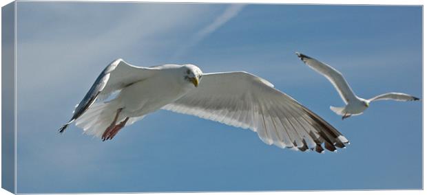 Seagull Duo Canvas Print by Chris Thaxter