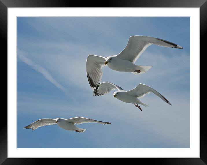 A Trio of Seagulls Framed Mounted Print by Chris Thaxter