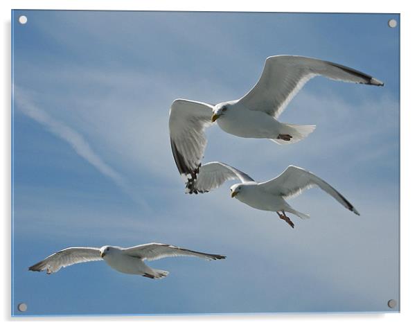 A Trio of Seagulls Acrylic by Chris Thaxter
