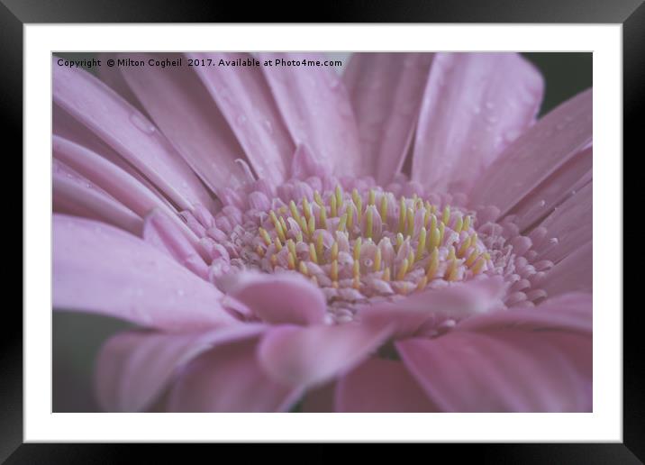 Pink Germini Flower Framed Mounted Print by Milton Cogheil