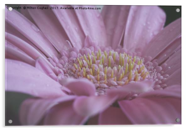 Pink Germini Flower Acrylic by Milton Cogheil