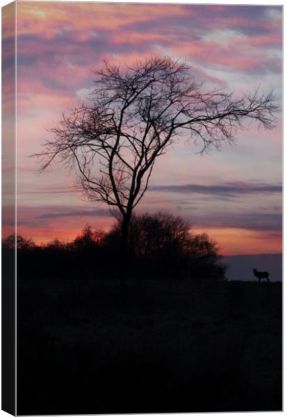 A Buck At Sunset Canvas Print by rawshutterbug 