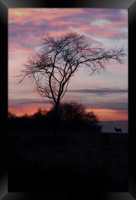 A Buck At Sunset Framed Print by rawshutterbug 