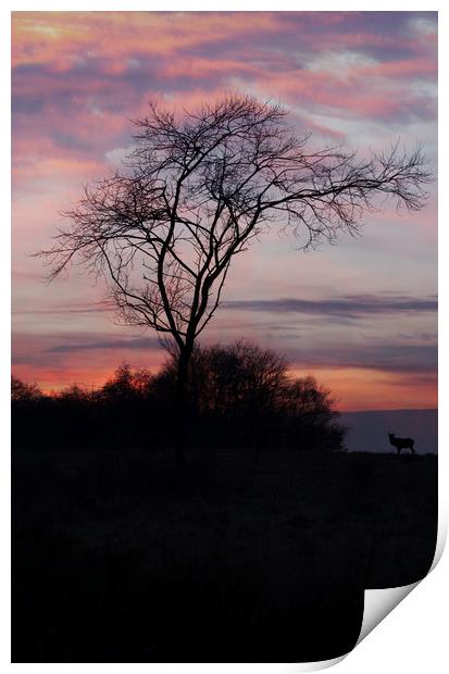 A Buck At Sunset Print by rawshutterbug 