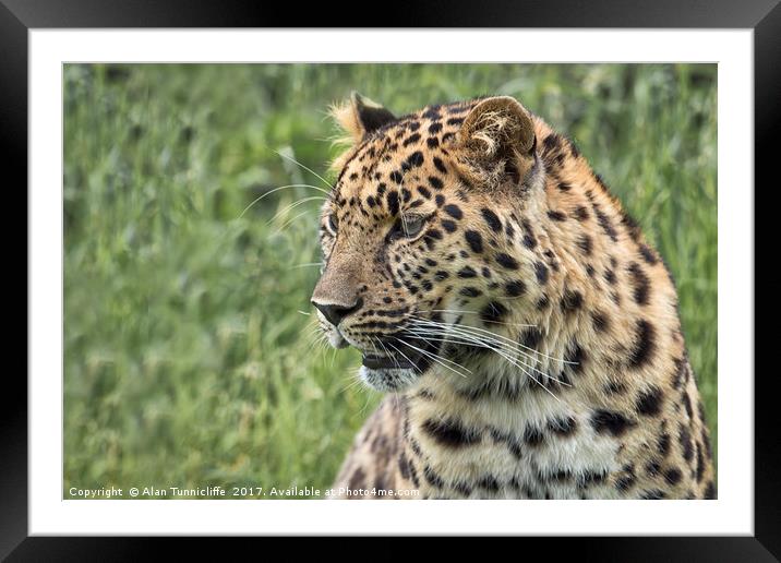 Leopard Framed Mounted Print by Alan Tunnicliffe