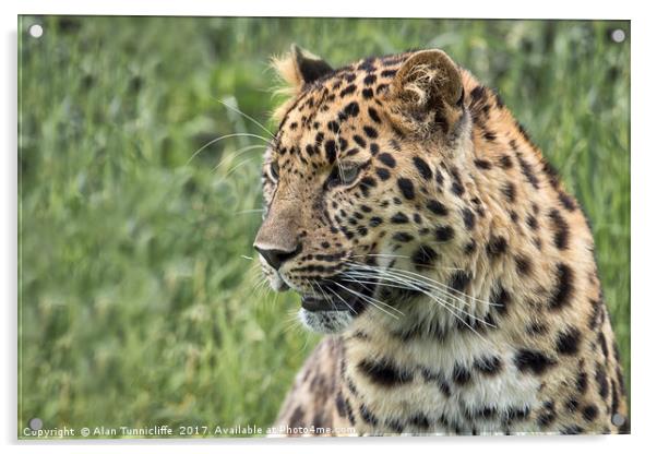 Leopard Acrylic by Alan Tunnicliffe