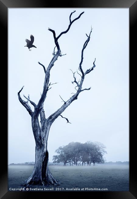 The Crow Framed Print by Svetlana Sewell
