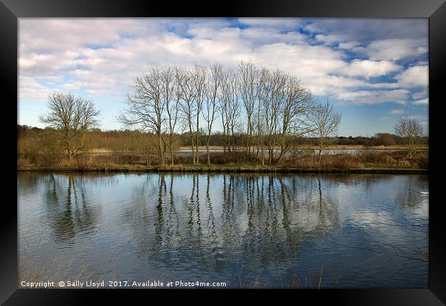 Tree Reflections Framed Print by Sally Lloyd