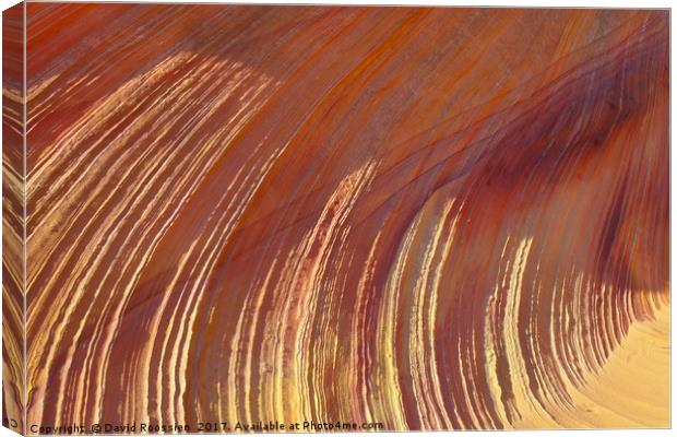 Sunlit Sandstone Ridges, Coyote Buttes, Utah, USA Canvas Print by David Roossien