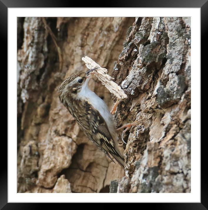 Tree Creeper, carrying nest material Framed Mounted Print by Linda Lyon
