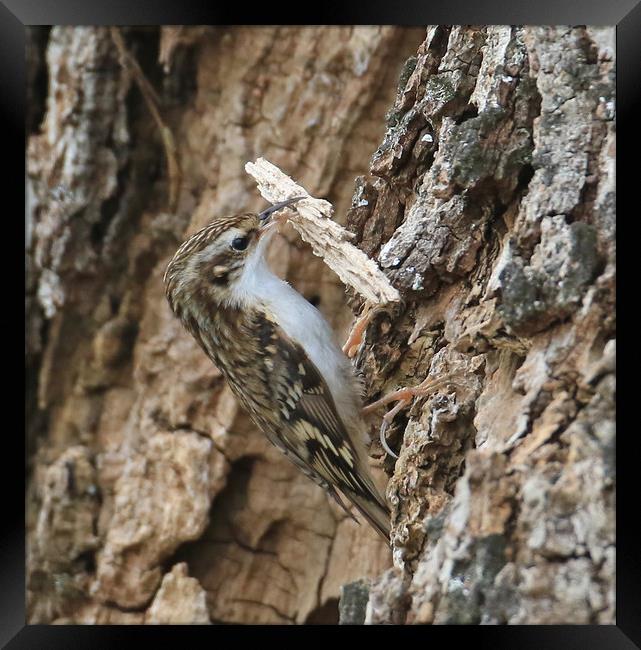 Tree Creeper, carrying nest material Framed Print by Linda Lyon