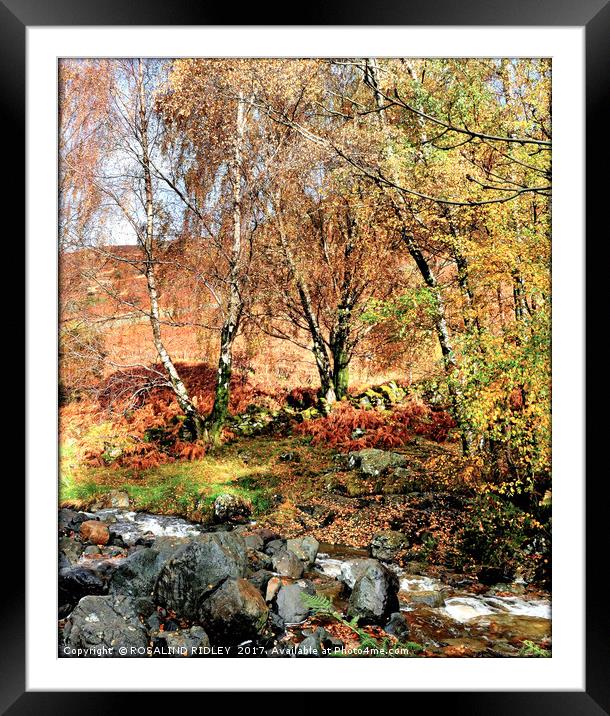 "AUTUMN TREES BY THE STREAM" Framed Mounted Print by ROS RIDLEY