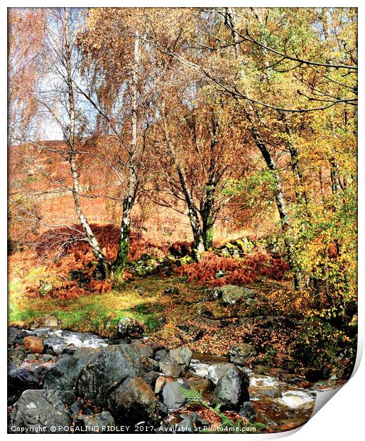 "AUTUMN TREES BY THE STREAM" Print by ROS RIDLEY