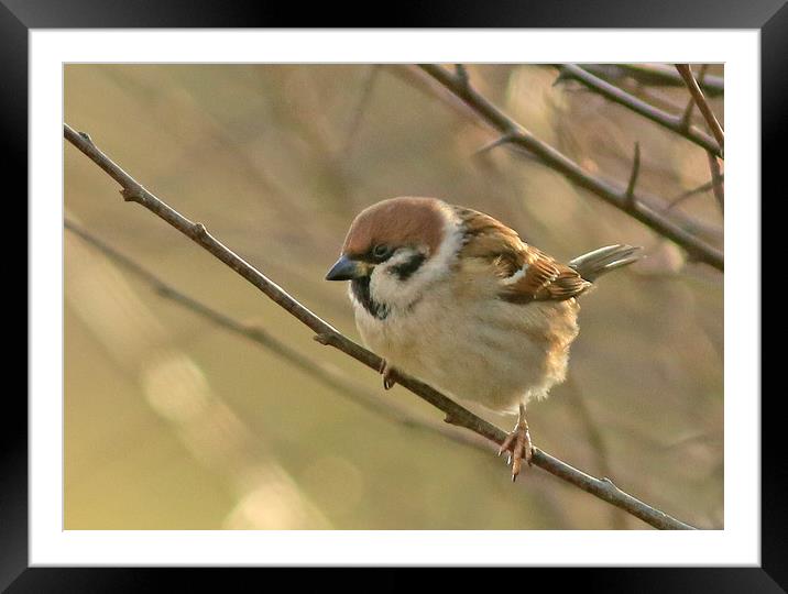 Tree Sparrow ............ small sizes Framed Mounted Print by Linda Lyon
