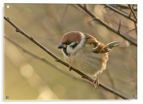 Tree Sparrow ............ small sizes Acrylic by Linda Lyon