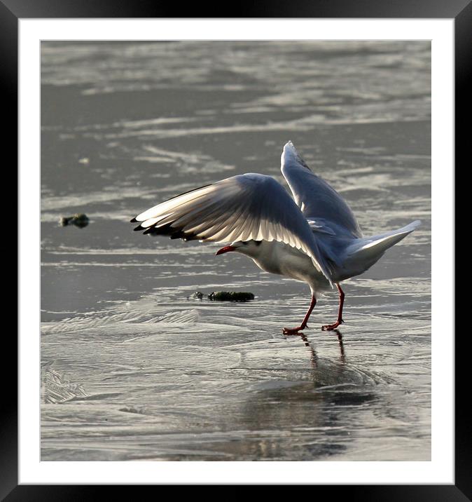 gull on ice Framed Mounted Print by Linda Lyon