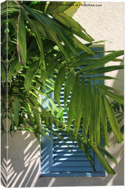 Blue Shutters behind Palm tree in the Sun Canvas Print by Jane Emery