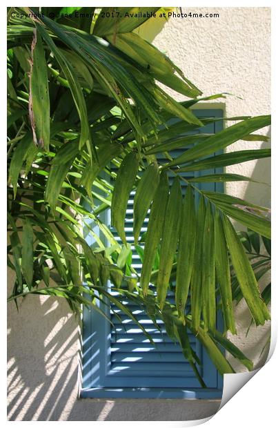 Blue Shutters behind Palm tree in the Sun Print by Jane Emery