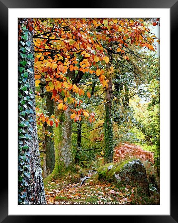 "TAKE A PEAK INTO THE AUTUMN WOOD" Framed Mounted Print by ROS RIDLEY