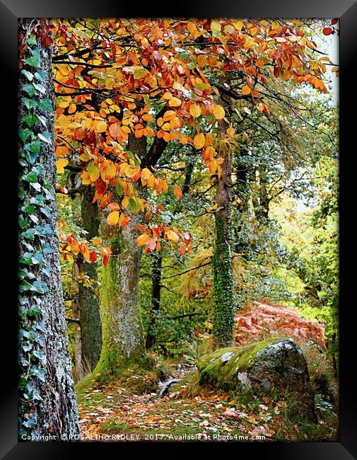 "TAKE A PEAK INTO THE AUTUMN WOOD" Framed Print by ROS RIDLEY