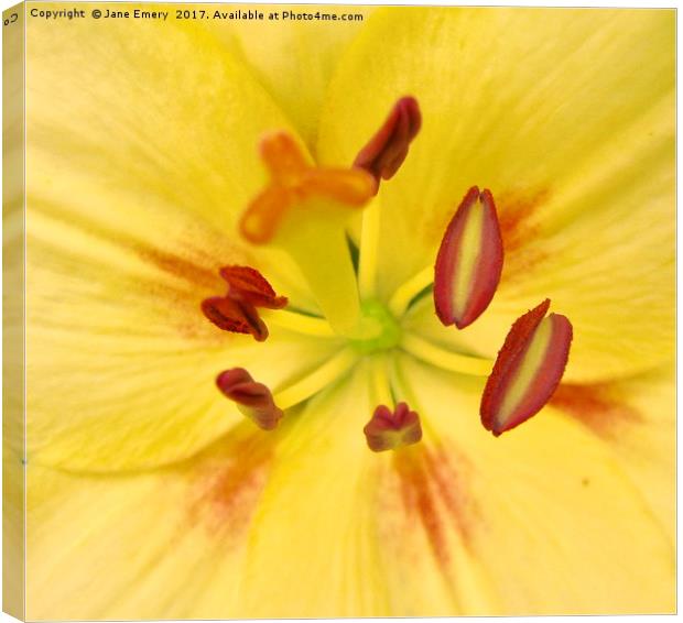 Inside the Lily - Centre of the Lily Canvas Print by Jane Emery