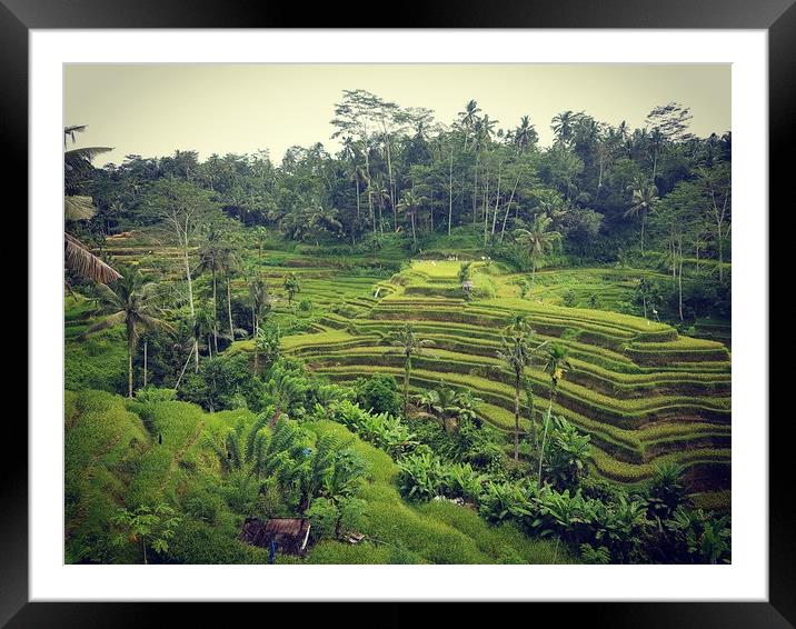 Rice Terrace in Ubud Bali Framed Mounted Print by Cecilia Zheng