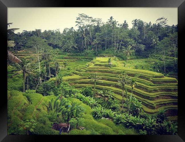 Rice Terrace in Ubud Bali Framed Print by Cecilia Zheng