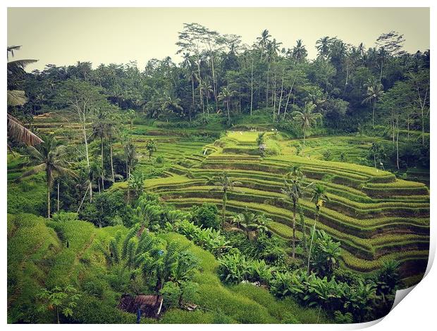 Rice Terrace in Ubud Bali Print by Cecilia Zheng