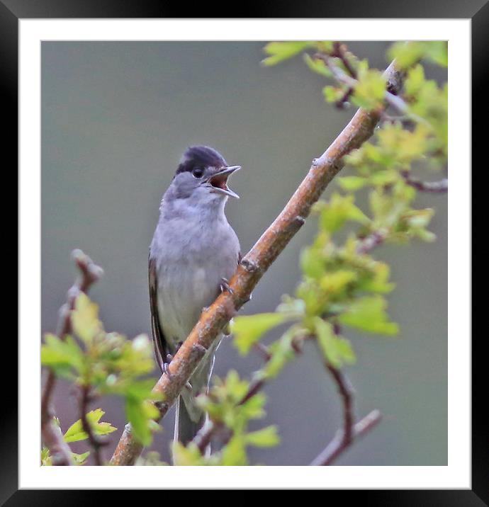 Black Cap singing    Small sizes only Framed Mounted Print by Linda Lyon