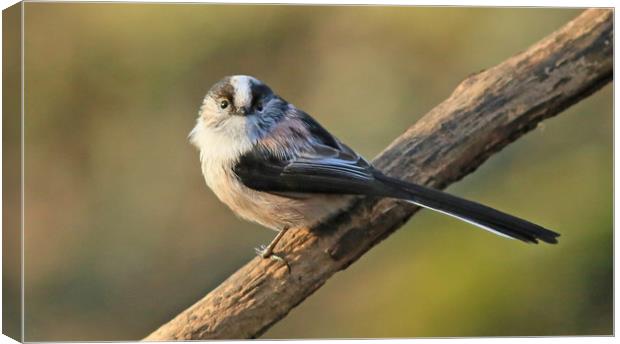 Longtailed-tit  small sizes Canvas Print by Linda Lyon