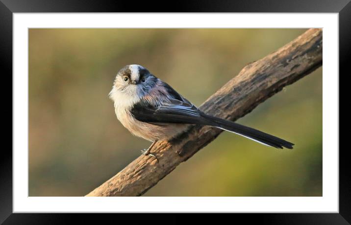 Longtailed-tit  small sizes Framed Mounted Print by Linda Lyon