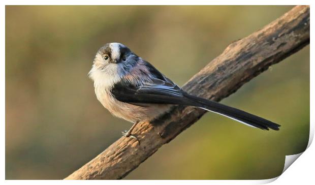 Longtailed-tit  small sizes Print by Linda Lyon