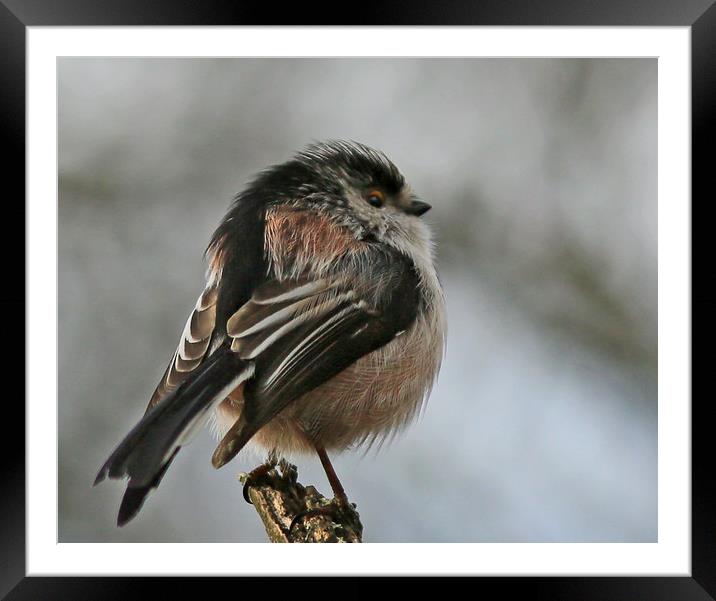 Longtailed-tit Framed Mounted Print by Linda Lyon