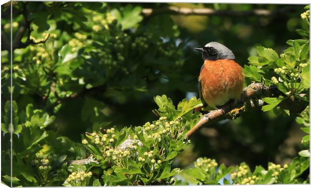 Redstart in the Bushes Canvas Print by Linda Lyon