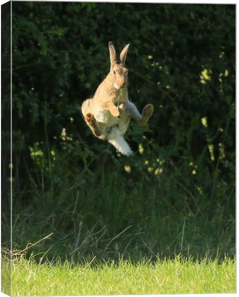 Brown Hare , High Jump    small sizes  Canvas Print by Linda Lyon