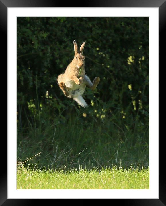 Brown Hare , High Jump    small sizes  Framed Mounted Print by Linda Lyon