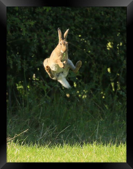 Brown Hare , High Jump    small sizes  Framed Print by Linda Lyon