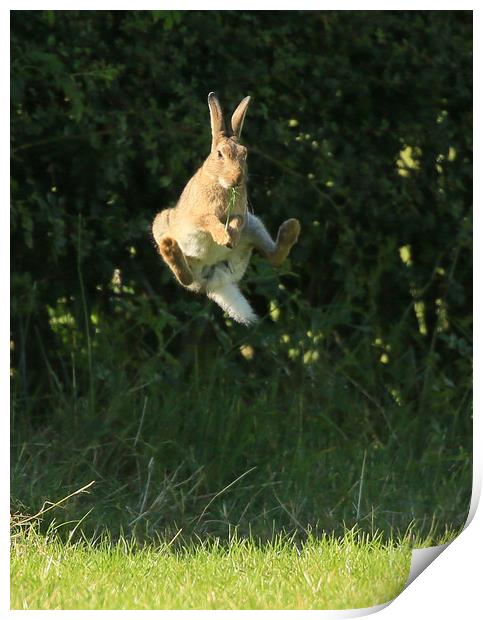 Brown Hare , High Jump    small sizes  Print by Linda Lyon