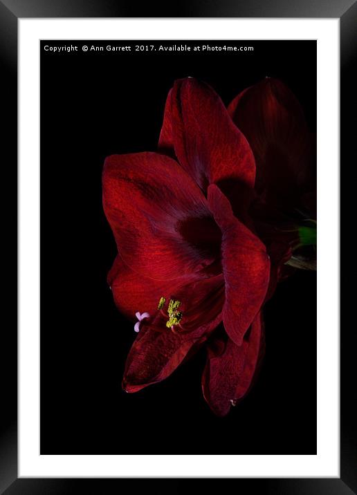 Ruby Red Amaryllis 2 Framed Mounted Print by Ann Garrett