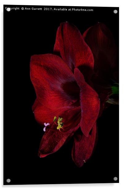 Ruby Red Amaryllis 2 Acrylic by Ann Garrett