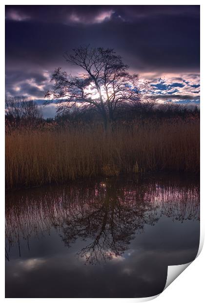 Tree Reflection                                    Print by kevin wise