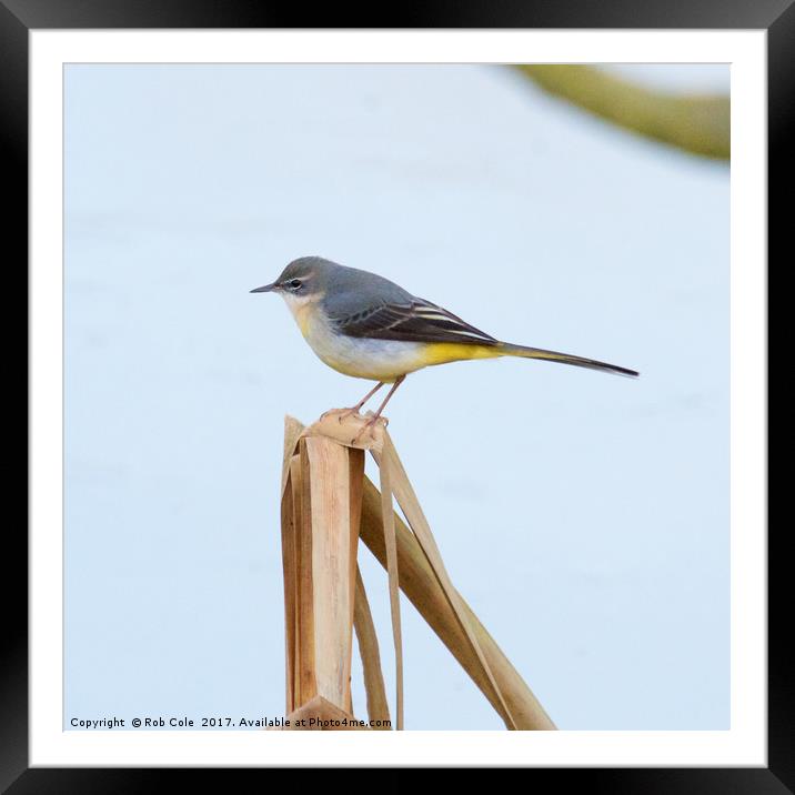 Grey Wagtail (Motacilla cinerea) Framed Mounted Print by Rob Cole