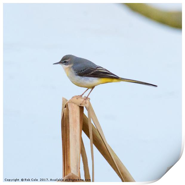 Grey Wagtail (Motacilla cinerea) Print by Rob Cole