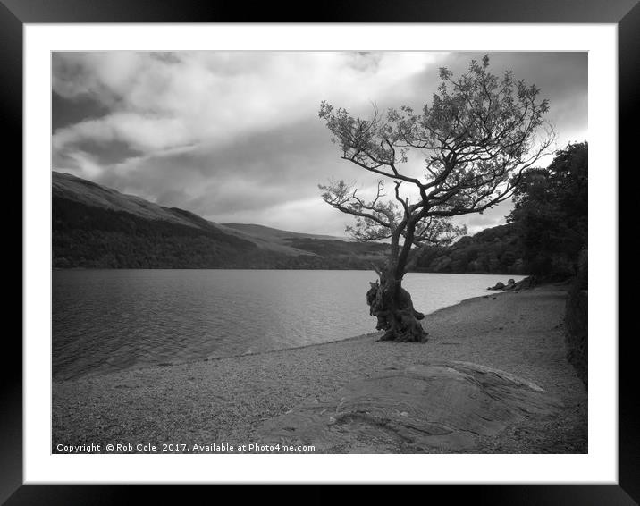 Gnarly Old Tree, Loch Lomond, Scotland Framed Mounted Print by Rob Cole